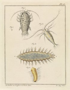 Agat woodlice, widłonóg i szczeciniak