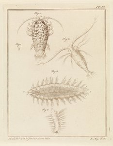 Agat woodlice, widłonóg i szczeciniak