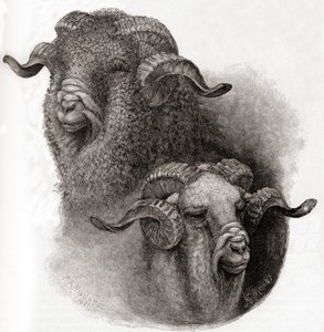 Głowa barana Merino porównana przed i po strzyżeniu, z The Century Illustrated Monthly Magazine, opublikowanej w 1884 r. autorstwa Robert Antoine Muller