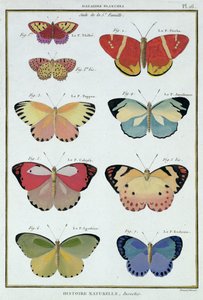 Motyle z „Historii naturalnej owadów” M. Olivier autorstwa Robert Benard