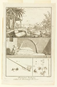 „Cultivation et Arsonnage du Coton” z Encyklopedii Diderota, tom. I autorstwa Robert Benard