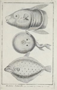 Ilustracja z „Kolekcja płyt o naukach ścisłych, sztukach wyzwolonych i sztukach mechanicznych, wraz z ich wyjaśnieniem” autorstwa Denisa Diderota autorstwa Robert Benard