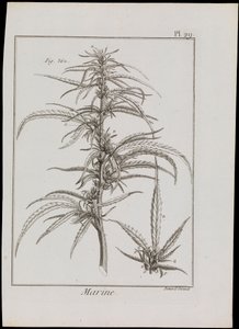 Morski schemat kwiatów, ok. 1810 (rycina i akwaforta) autorstwa Robert Benard