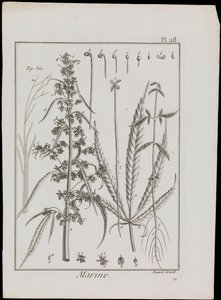 Morski schemat kwiatów, ok. 1810 (rycina i akwaforta) autorstwa Robert Benard