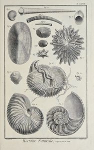 Muszle morskie, ilustracja z „Kolekcja płyt o naukach ścisłych, sztukach wyzwolonych i sztukach mechanicznych, wraz z ich wyjaśnieniem” autorstwa Denisa Diderota autorstwa Robert Benard