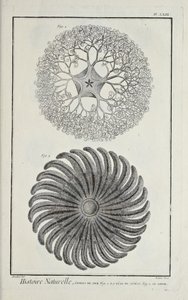 Gwiazdy morskie, ilustracja z „Zbioru płyt o naukach ścisłych, sztukach wyzwolonych i sztukach mechanicznych, wraz z ich wyjaśnieniem” autorstwa Denisa Diderota autorstwa Robert Benard