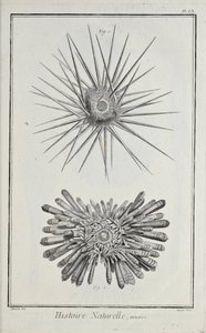 Urchins, ilustracja z „Kolekcja płyt o naukach ścisłych, sztukach wyzwolonych i sztukach mechanicznych, wraz z ich wyjaśnieniem” autorstwa Denisa Diderota autorstwa Robert Benard