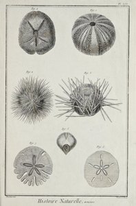 Urchins, ilustracja z „Kolekcja płyt o naukach ścisłych, sztukach wyzwolonych i sztukach mechanicznych, wraz z ich wyjaśnieniem” autorstwa Denisa Diderota autorstwa Robert Benard