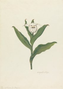 Pantofelek damski (Cypripedium canadense, Calceolus Maria) autorstwa Robert Blyth