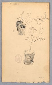 Rysunek, Doniczki z kwiatami, 1877 autorstwa Robert Frederick Blum