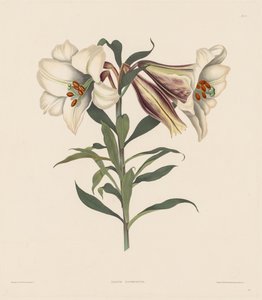 Wybór roślin heksandryjskich, należących do naturalnego rzędu Amaryllidae..., 1831-1832. autorstwa Robert Havell