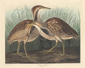 Bąk amerykański, 1836. autorstwa Robert Havell