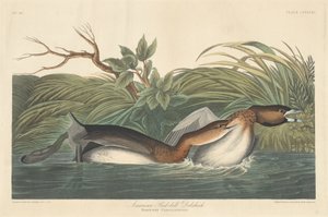 Amerykański Pied-Bill Dobchick, 1835. autorstwa Robert Havell