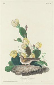 Trznadel skrzydłowy, 1830. autorstwa Robert Havell