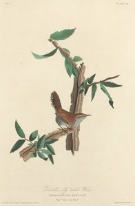Strzyżyk długoogoniasty Bewicka, 1827. autorstwa Robert Havell