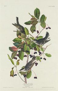 Pokrzewka czarnogłowa, 1832. autorstwa Robert Havell