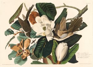 Kukułka czarnodzioba, 1828. autorstwa Robert Havell