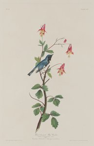 Pokrzewka niebieska czarnogardła, 1832. autorstwa Robert Havell