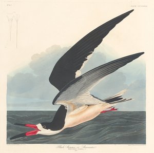 Czarny skimmer, 1836. autorstwa Robert Havell
