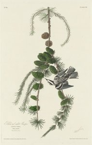 Pnącze czarno-białe, 1830. autorstwa Robert Havell