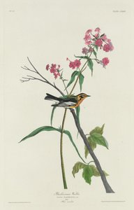 Pokrzewka czarnoburna, 1832. autorstwa Robert Havell