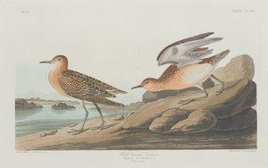 Sandpiper płowopierśny, 1835. autorstwa Robert Havell