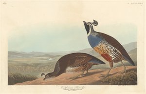Kuropatwa kalifornijska, 1838. autorstwa Robert Havell