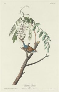 Wróbel, 1831. autorstwa Robert Havell