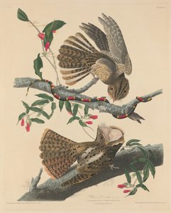 Wdowa Chucka Willa, 1829. autorstwa Robert Havell