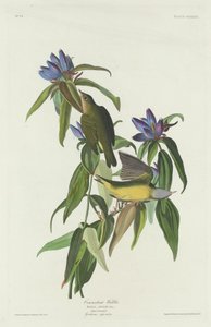 Connecticut Warbler, 1832. autorstwa Robert Havell