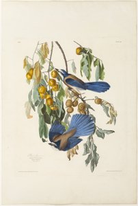 Floryda Jay autorstwa Robert Havell