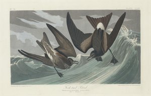 Petrel z widłami, 1835. autorstwa Robert Havell