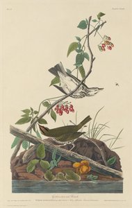 Drozd złotokoronowy, 1832. autorstwa Robert Havell