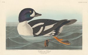 Kaczka Złotooka, 1838. autorstwa Robert Havell