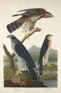 Goshawk i Stanley Hawk, 1832. autorstwa Robert Havell