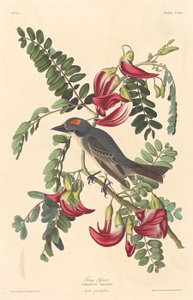 Szary Tyran, 1833. autorstwa Robert Havell