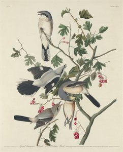 Wielki amerykański dzierzba lub ptak rzeźnik, 1834. autorstwa Robert Havell