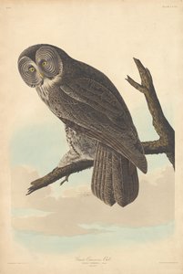 Puszczyk zwyczajny, 1837. autorstwa Robert Havell