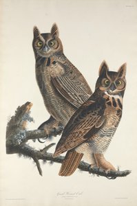 Sowa rogata, 1829.