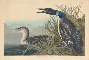 Great Northern Diver lub Loon, 1836. autorstwa Robert Havell
