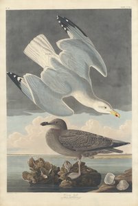 Mewa srebrzysta, 1836. autorstwa Robert Havell