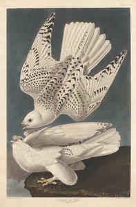 Islandia lub Jer Falcon, 1837. autorstwa Robert Havell