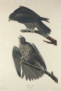 Labrador Sokół, 1834. autorstwa Robert Havell