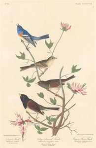 Lazuli Finch, Finch w kolorze gliny i Oregon Snow Finch, 1837.