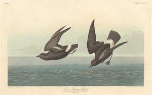 Najmniej burzliwy Petrel, 1836. autorstwa Robert Havell