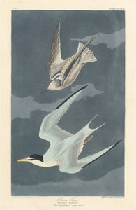 Rybitwa mała, 1836 r. autorstwa Robert Havell