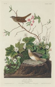 Lincoln Finch, 1834. autorstwa Robert Havell