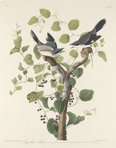Karłowata Dzierzba, 1829.