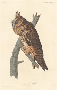 Sowa uszata, 1837. autorstwa Robert Havell