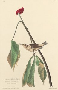Drozd wodny z Luizjany, 1827. autorstwa Robert Havell